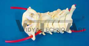 Spine section, cervical